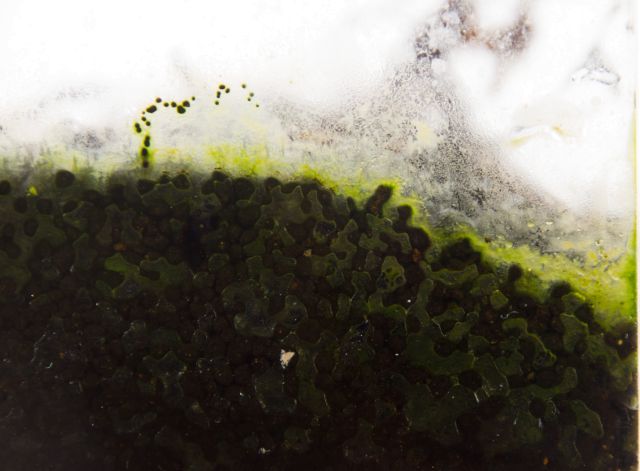 algae in the soil