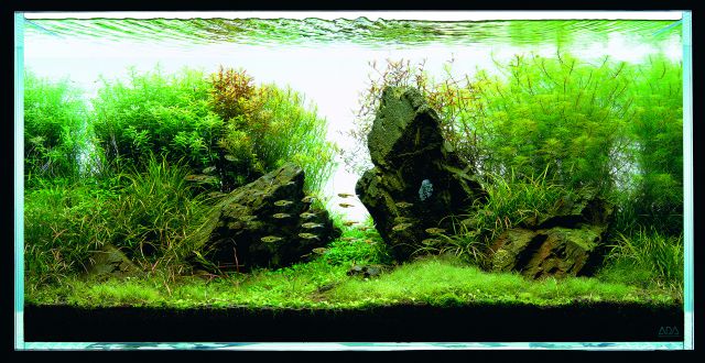 ADA - Nature Aquarium Suikei Gallery 3 tank 2