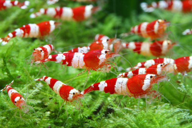 Caridina Logemanni.