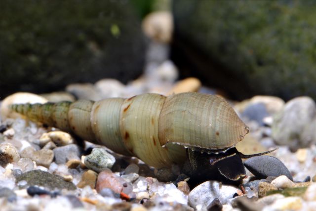 Malaiische Turmdeckelschnecke