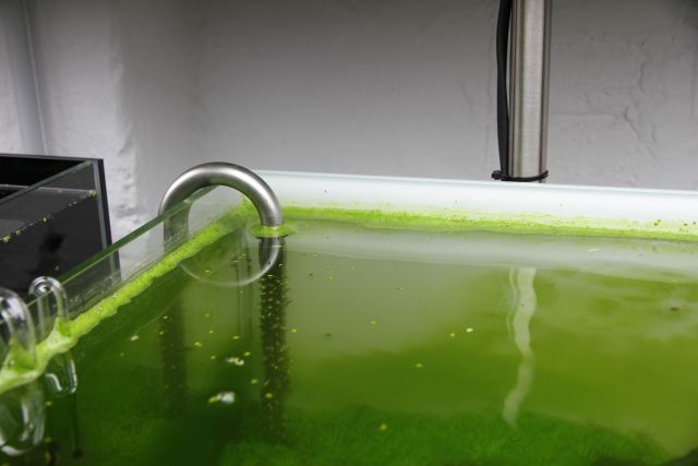 Green dust algae