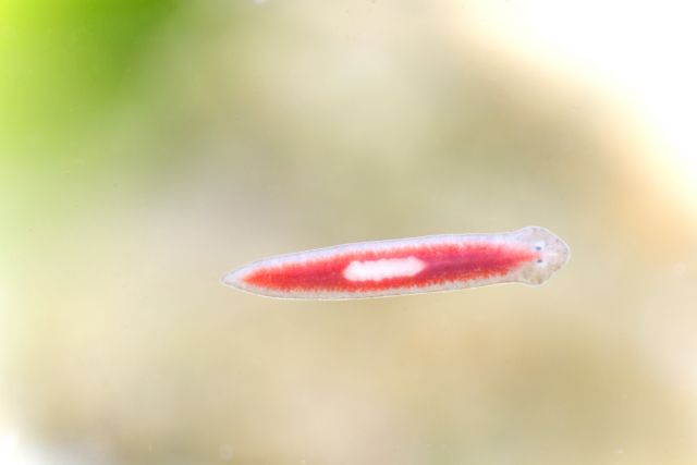 A platyhelminthes lárva stádiumai, Trichuriasis