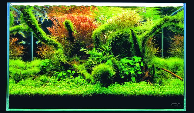 ADA - Nature Aquarium Suikei Gallery 2 tank 4