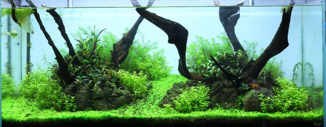 algae-free aquarium