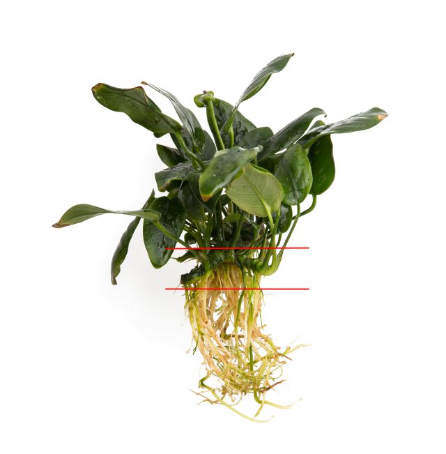 构造静脉Anubias-Pflanze