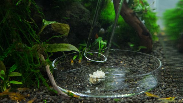 Feeding dish for shrimp -, Aquasabi