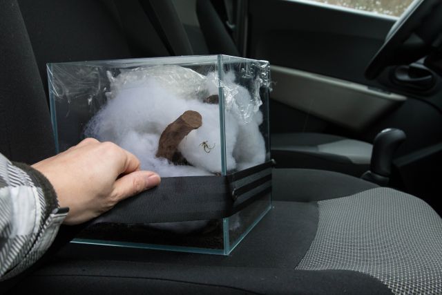 the aquarium in the car