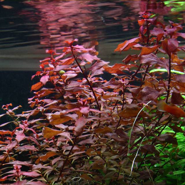 Ludwigia sp. 'Super Red'