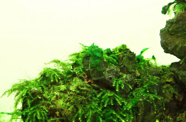 在苔藓的蓝绿色藻类