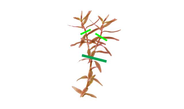 Rotala erneut getrimmt