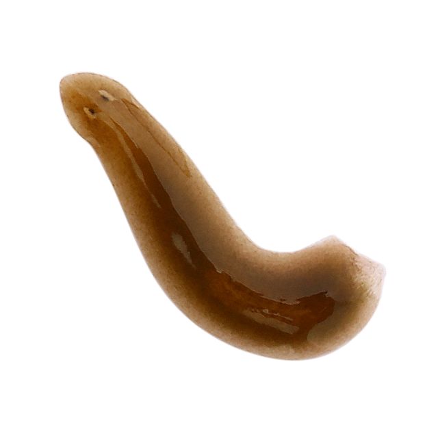 Planarie