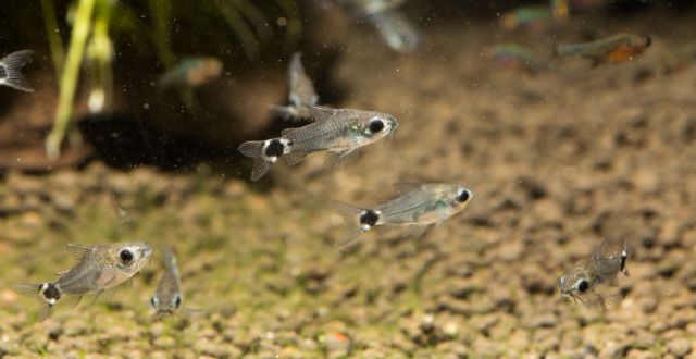 dwarf corydoras