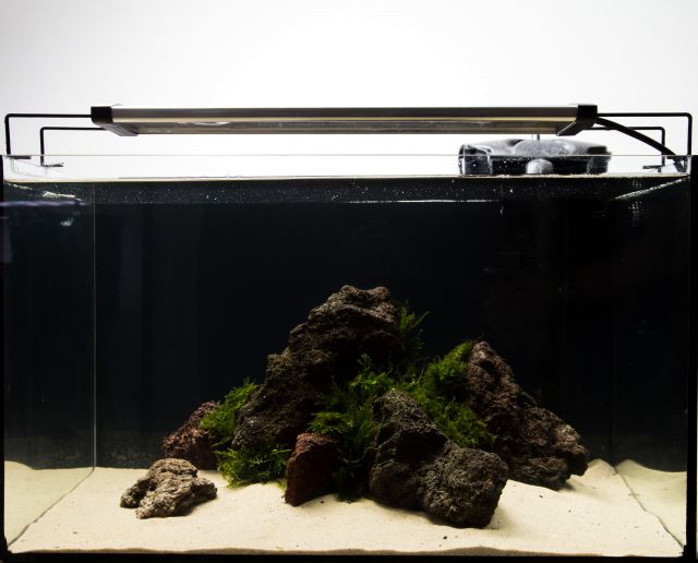 低预算aquascape