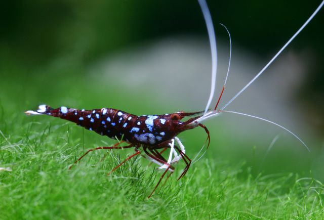 Caridina Dennerli.