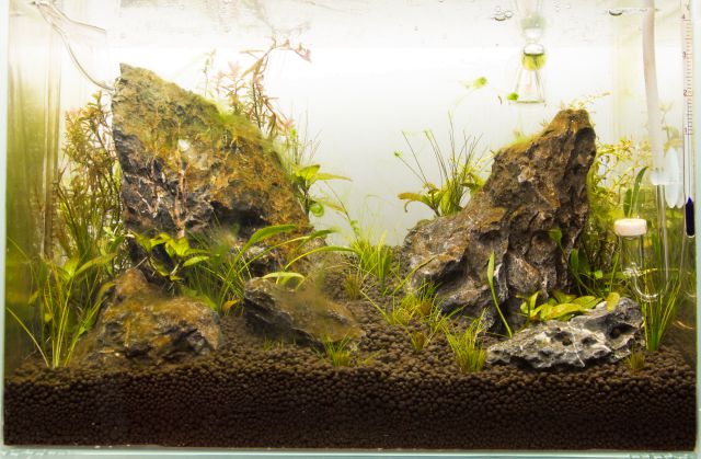 海藻的aquascape。