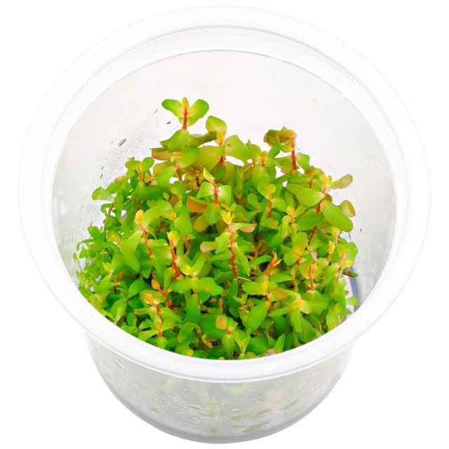 Rotala SP。'shimoga' -  ada体外m