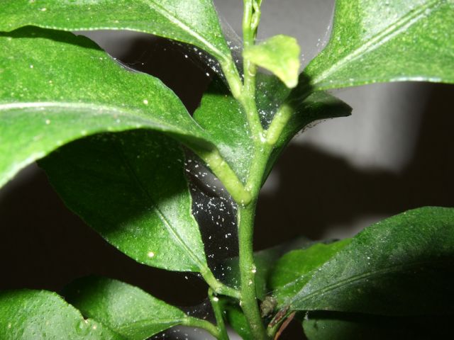 spider mites