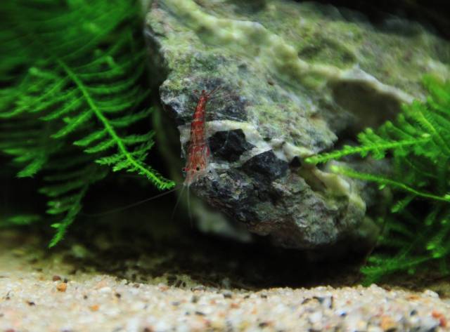 Red Fire shrimp