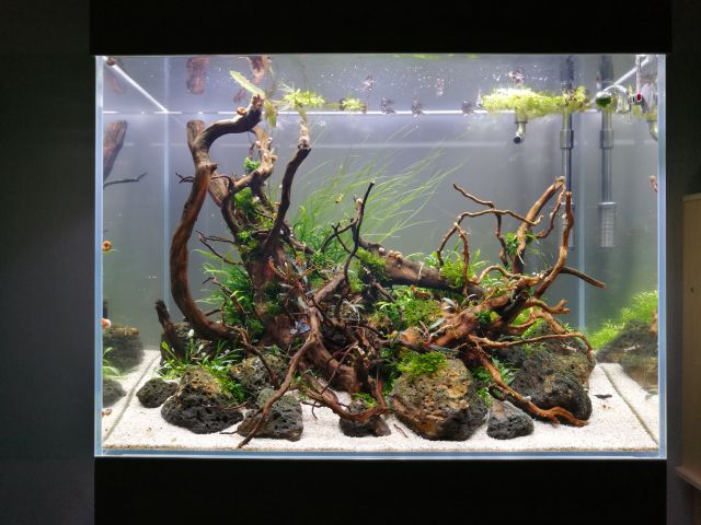 black light fish tank plants black light fish tank plants