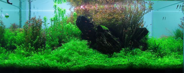 aquarium without thread algae