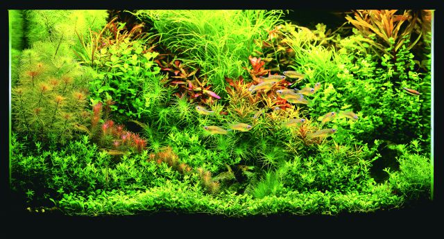 ADA - Nature Aquarium Suikei Gallery 1 tank 4