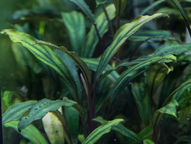 Aquarium Plant Deficiency Chart