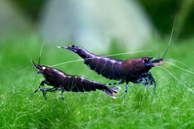 Dragonblood Shrimp Caridina Shrimpy Business | lupon.gov.ph