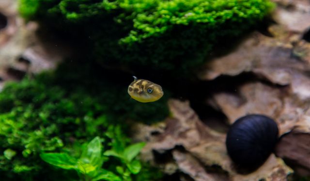 dwarf puffer fish