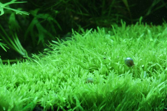 Utricularia graminifolia