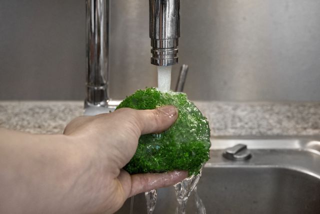 Rinsing an InVitro-plant under running water