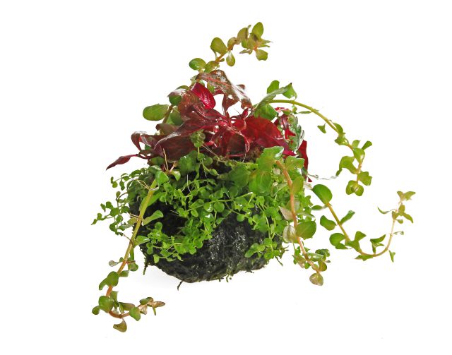 Wabi-Kusa