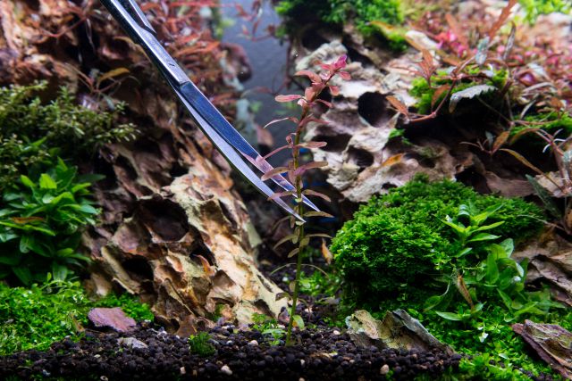 setting a stem plant with tweezers