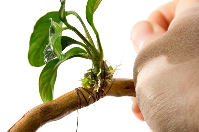 tying up an epiphyte