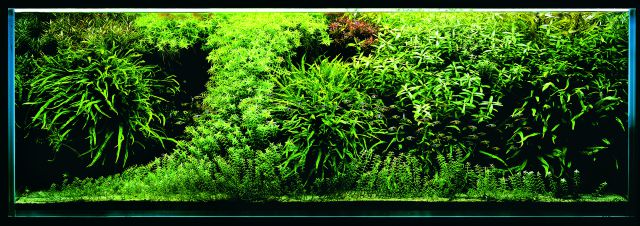 ADA - Nature Aquarium Suikei Gallery 1 tank 1