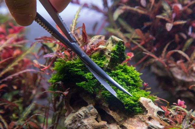 trimming some moss