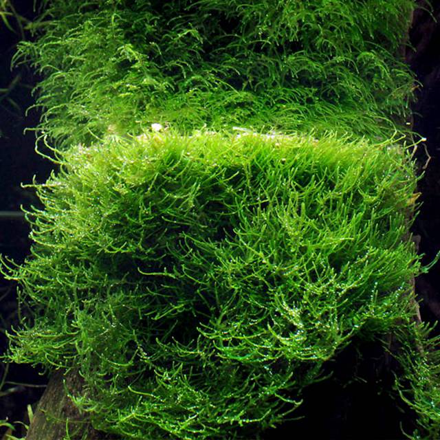 Taxiphyllum barbieri