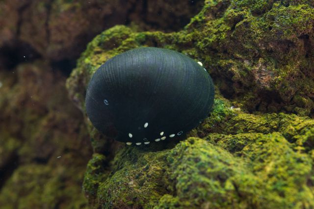 Neritina with eggs