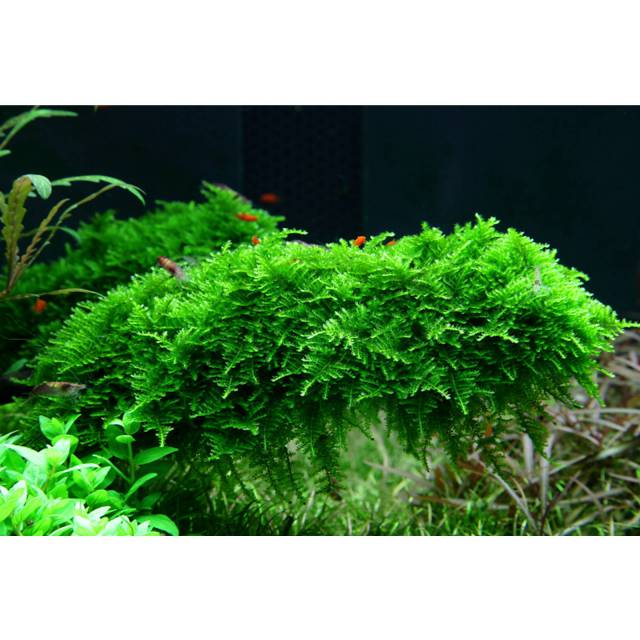 The most popular types of moss for the aquarium