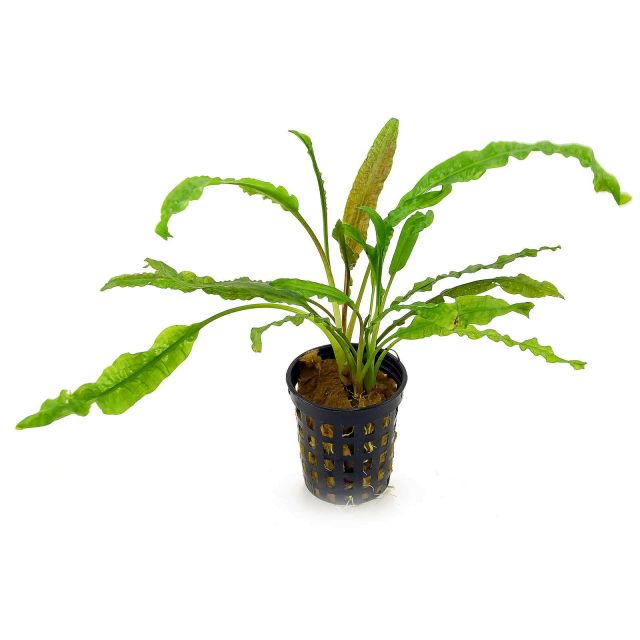 Cryptocoryne crispatula var. balansae Genoppter Wasserkelch