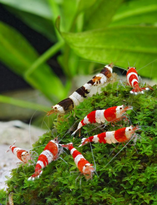 Red and Black Bee Shrimp