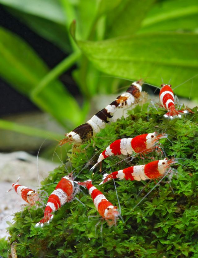 Black Bee Shrimp