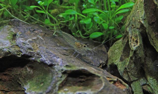 Amano Shrimp