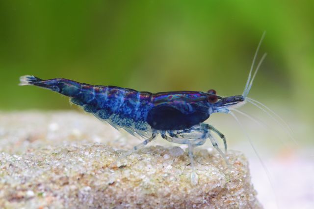 Neocaridina davidi