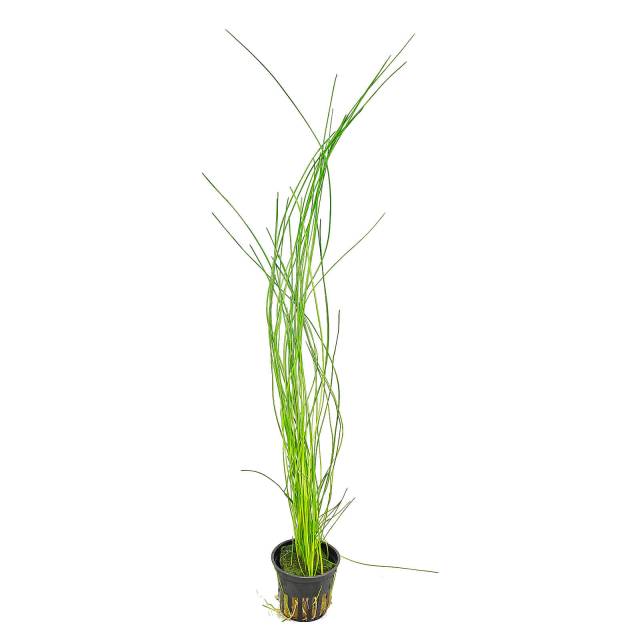 Eleocharis sp.