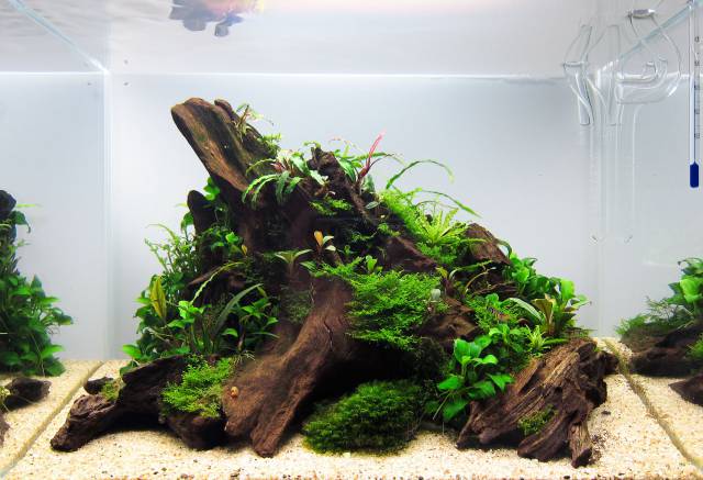 centered aquascape