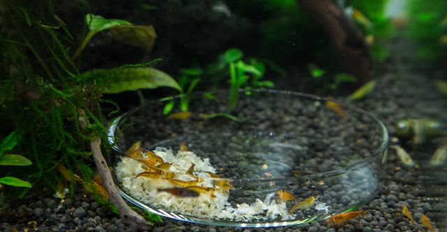 AnxunJim Shrimp Feeding Tube and Dish，Fish Tank Feeding Ring 
