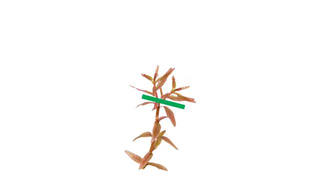 Rotala mit 2 Köpfen
