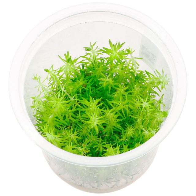 Pogostemon deccanensis - ADA In Vitro M