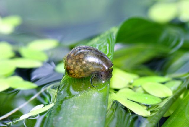 Blasenschnecke