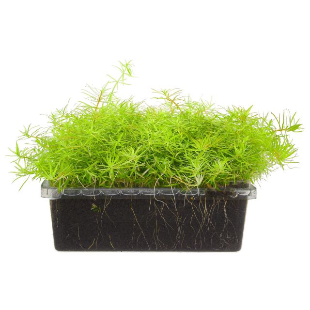 Limnophila sp.